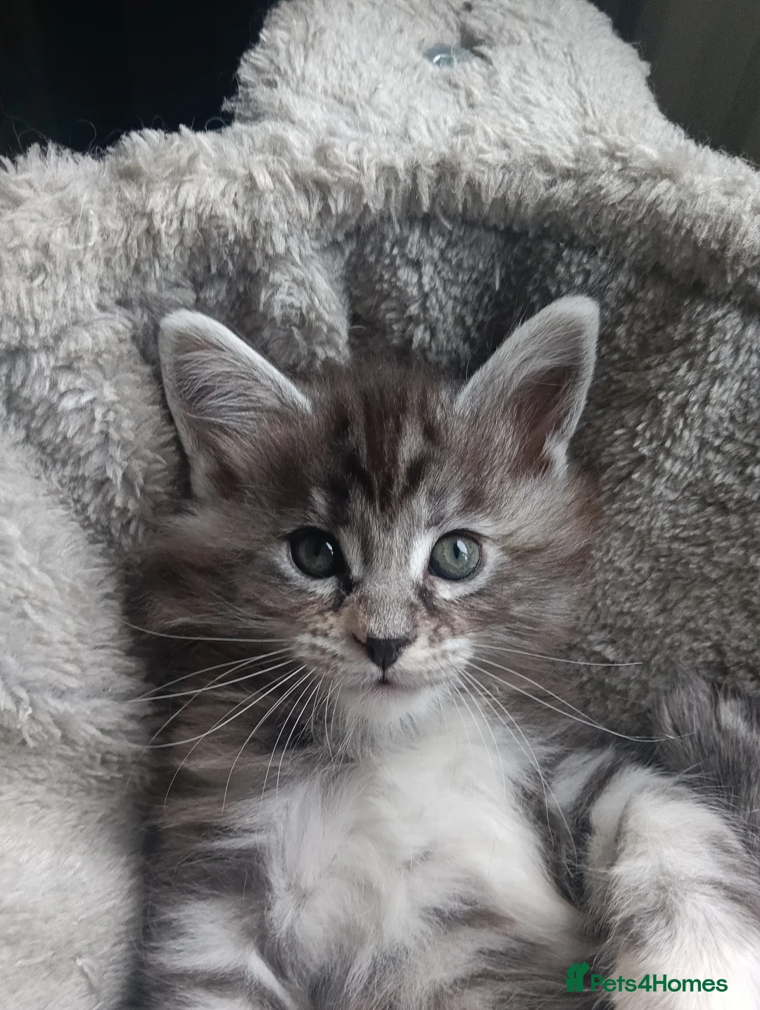 Maine Coon cats for sale: Maine coon kittens  - Advert 13