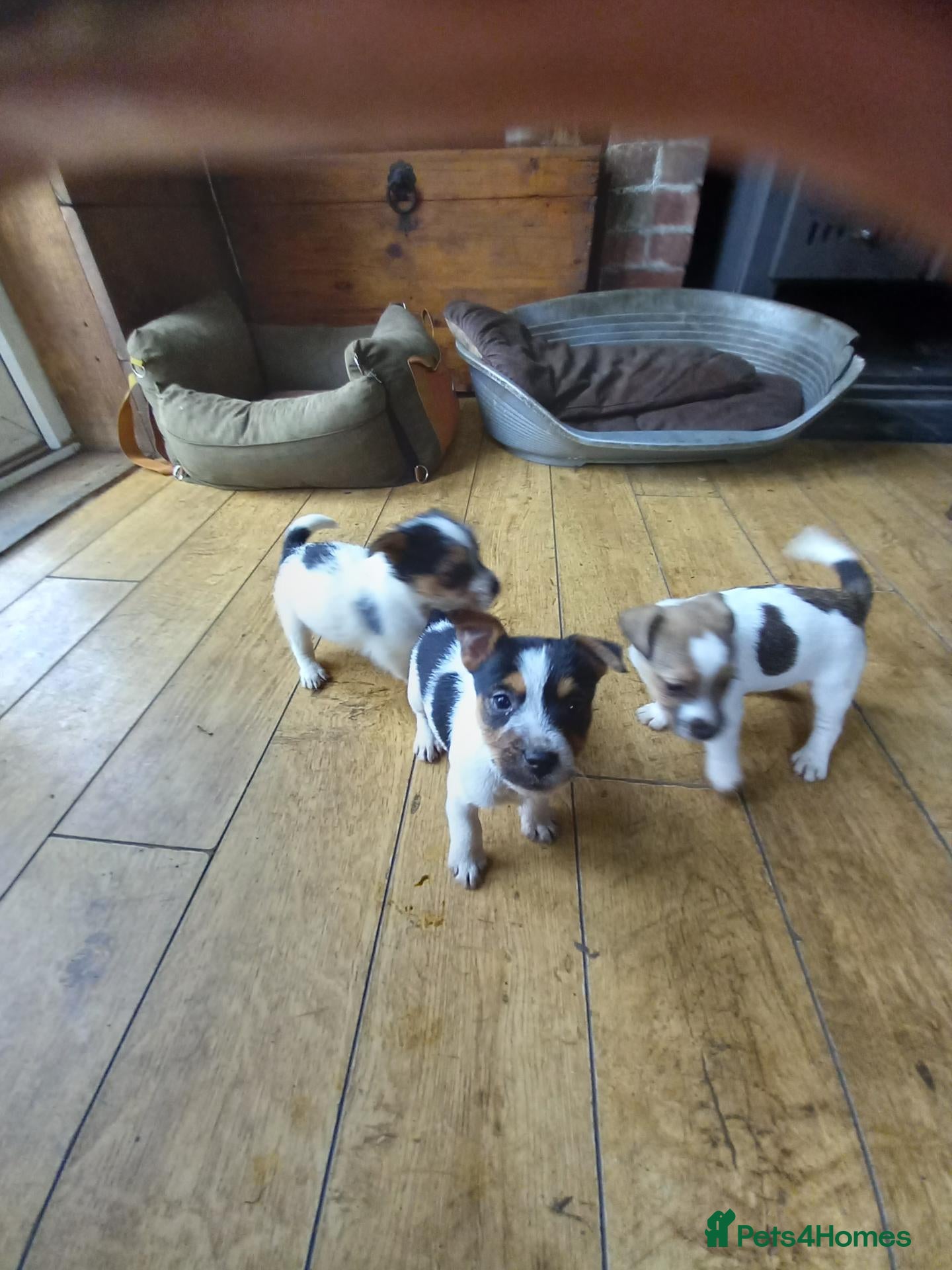 Jack Russell dogs Jack Russell pups - Advert 1