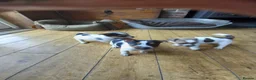 Jack Russell dogs for sale: Jack Russell pups in Rhayader - Advert 1