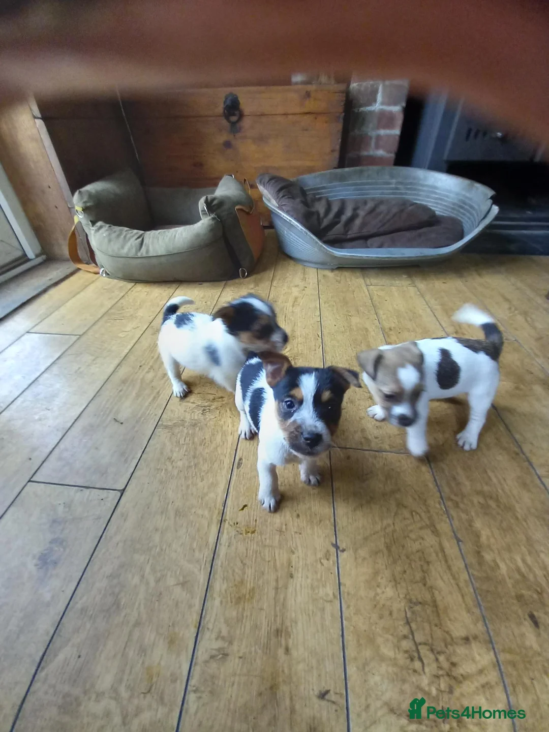 Jack Russell dogs for sale: Jack Russell pups in Rhayader - Advert 1