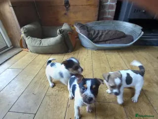 Jack Russell dogs Jack Russell pups - Advert 1