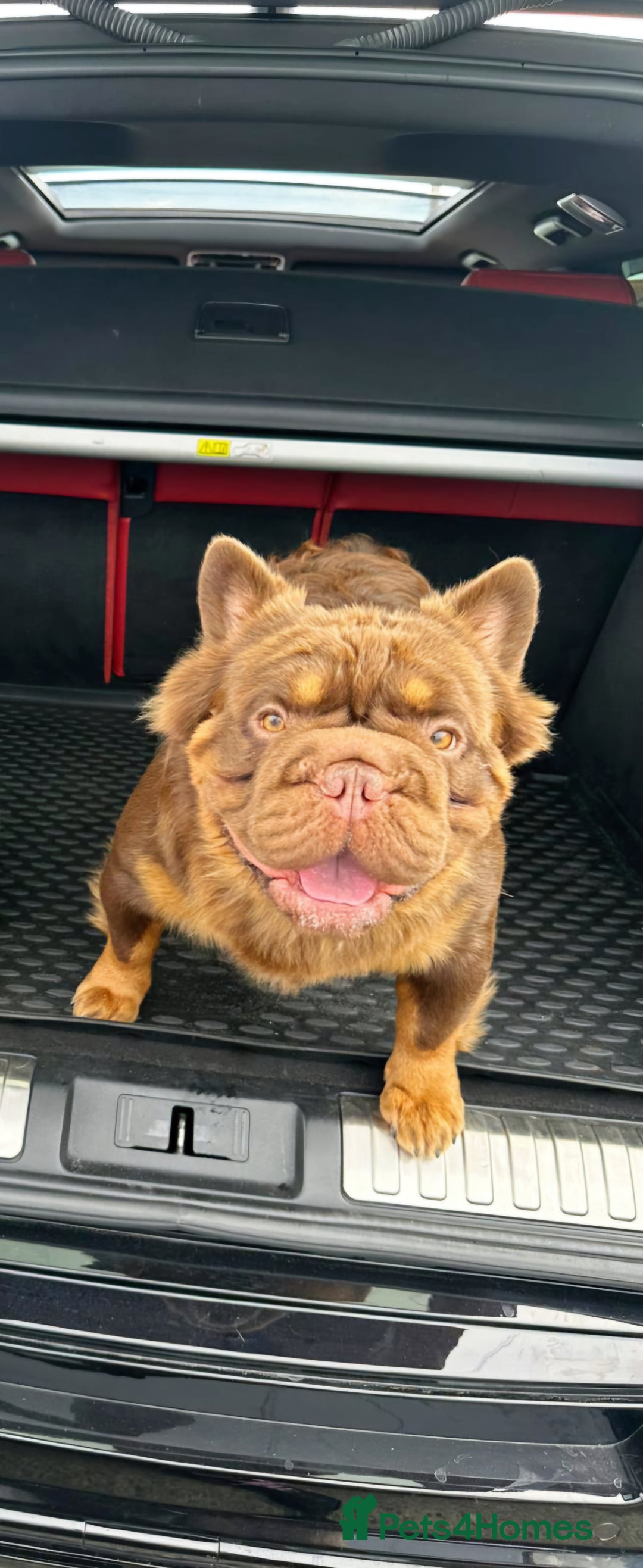 French Bulldog dogs for stud: Fluffy Rojo & Cherry Tan Big🪢 STUD £500 in South Ockendon - Image 4