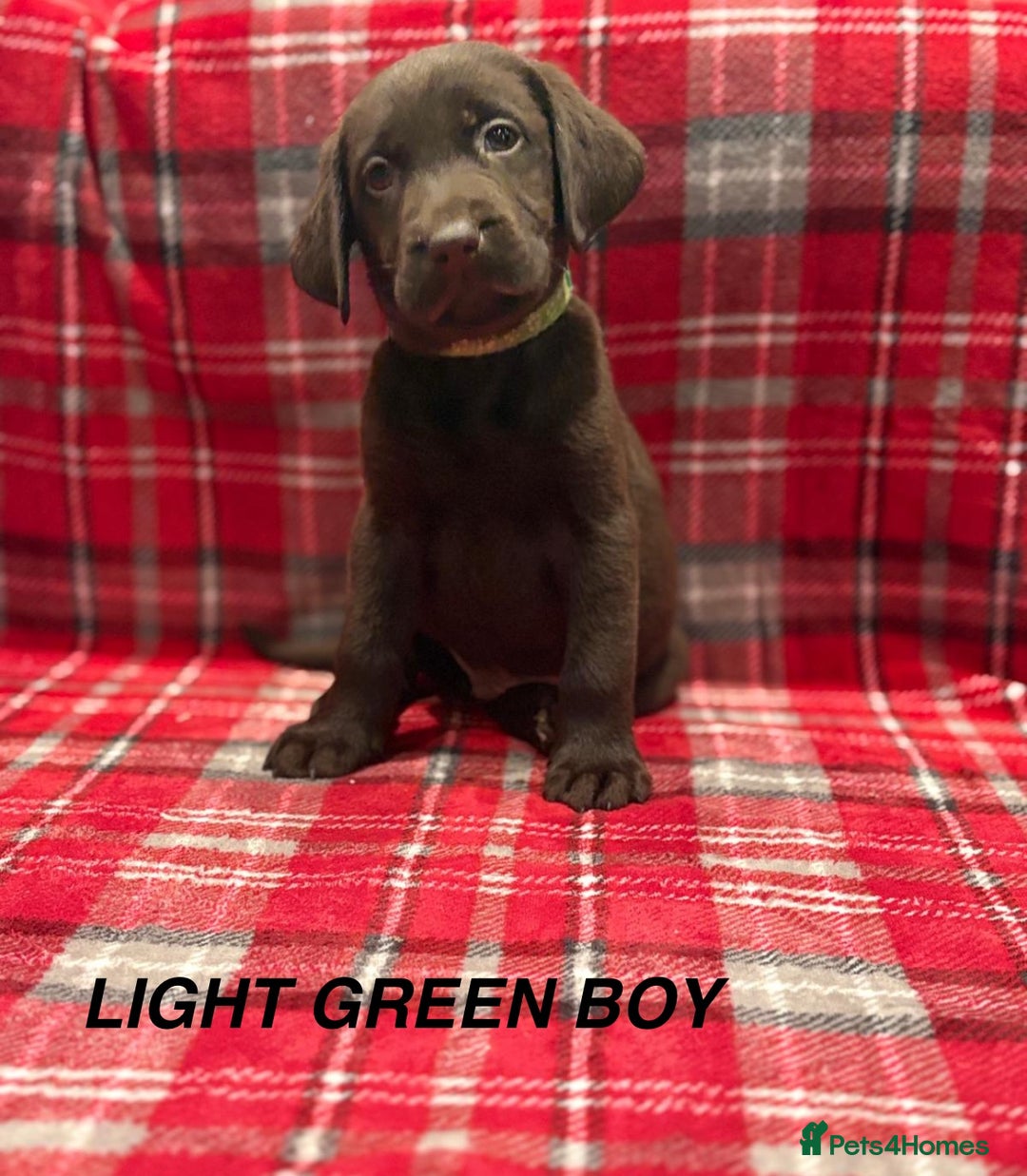 Labrador Retriever dogs for sale: Beautiful KC Chocolate Labrador Retriever puppies - Advert 9