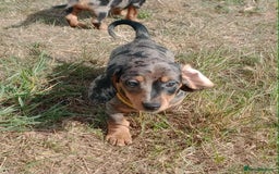 Miniature Dachshund dogs for sale: Stunning silver dapple miniature dachshunds  - Image 20