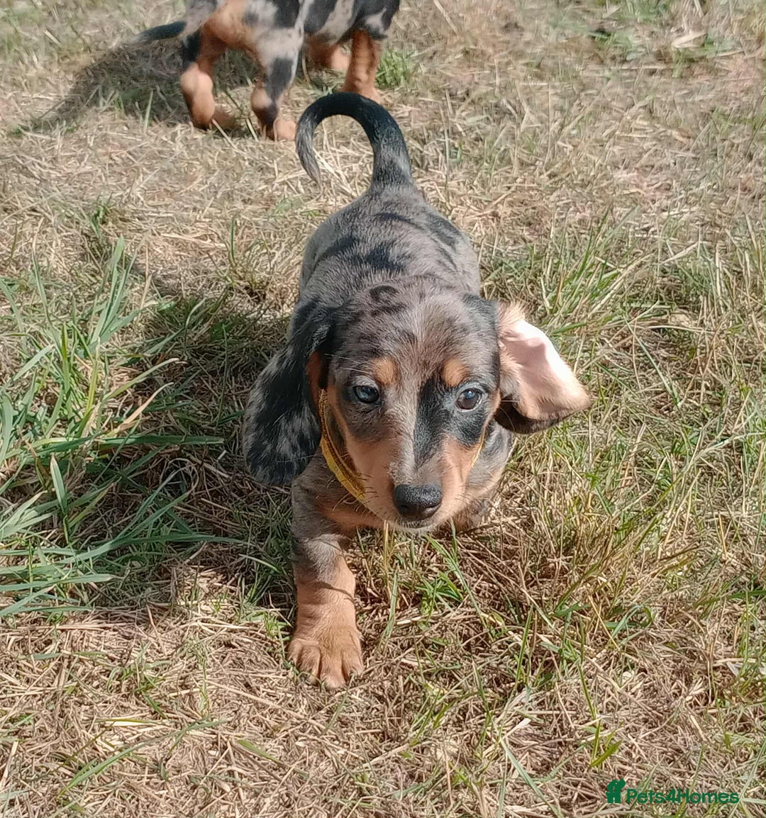 Miniature Dachshund dogs for sale: Stunning silver dapple miniature dachshunds  - Image 20