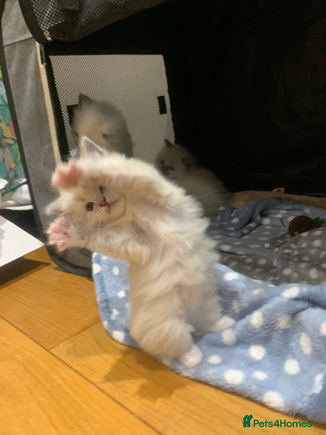 Ragdoll cats for sale: Beautiful Ragdoll kittens looking 4 loving home - Advert 3