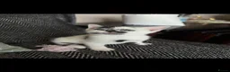 Domestic Shorthair cats for sale: Adorable kittens ready for forever homes 🩷 - Advert 6