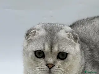 Scottish Fold cats Beautiful Scottish Fold Boy - Advert 9