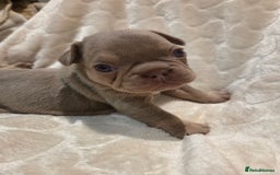 French Bulldog dogs for sale: Isabella & lilac & tan chunky frenchies - Advert 20