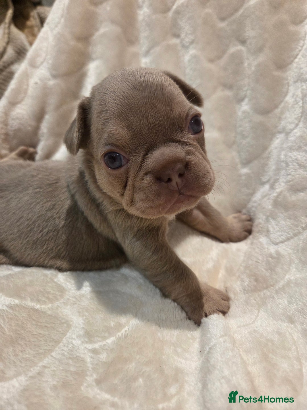 French Bulldog dogs for sale: Isabella & lilac & tan chunky frenchies - Advert 20