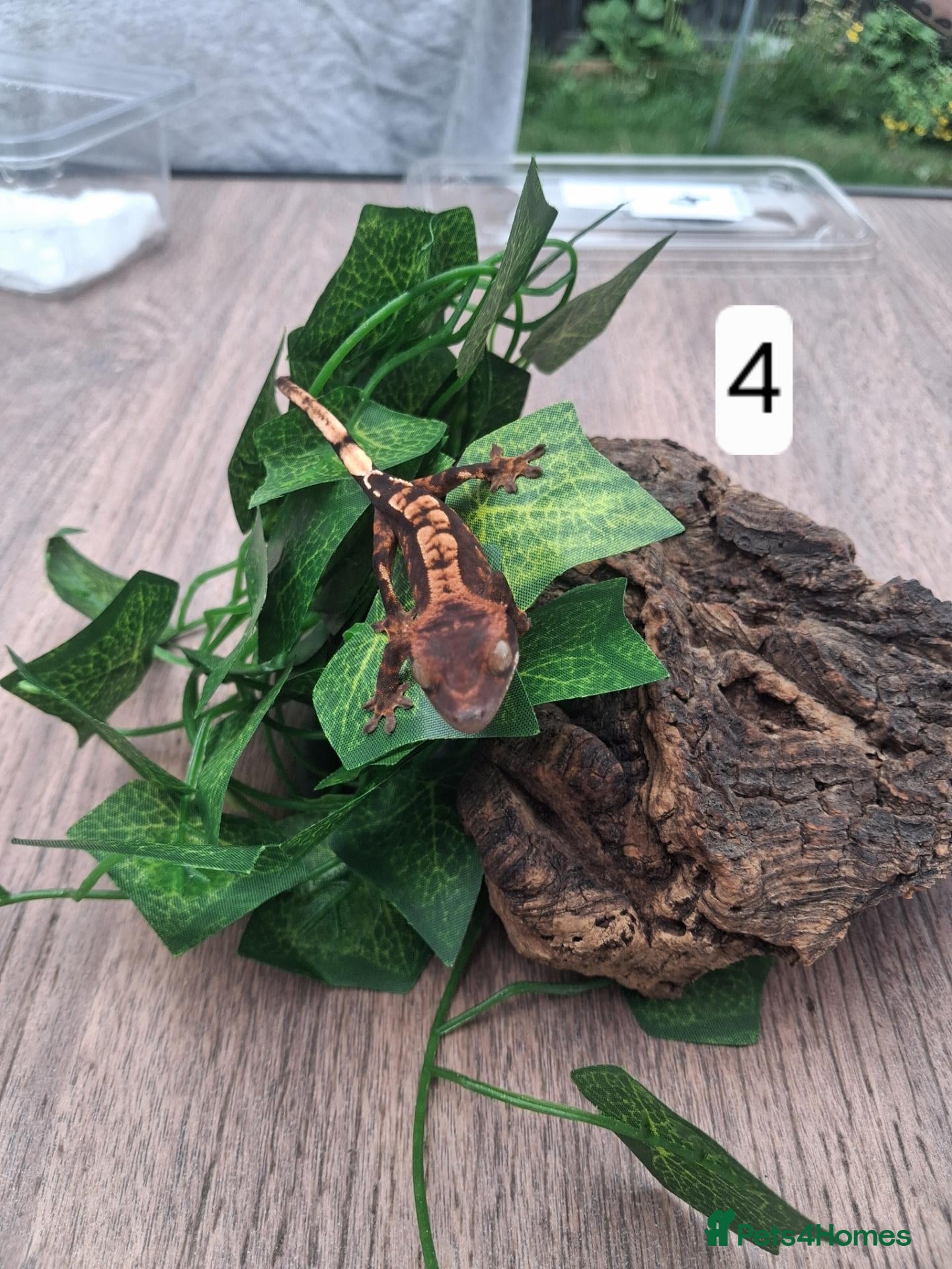 Gecko reptiles Crested geckos - Advert 1
