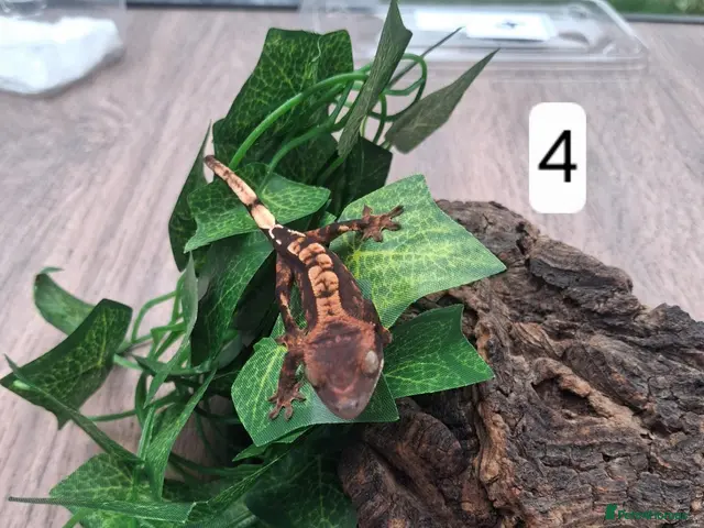 Gecko reptiles Crested geckos - Advert 1