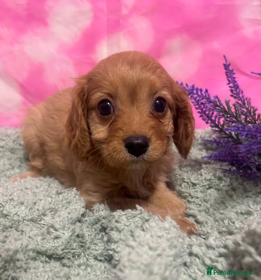 Cavapoo dogs for sale: F1 cavapoo puppies 🐶 🩵💜 - Image 6