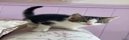 Mixed Breed cats for sale: Beautiful baby Kittens  - Advert 7