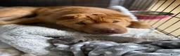 Shar Pei dogs for sale: Beautiful Bearcoat Shar Pei Female (5 yr old) - Advert 5