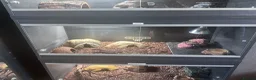 Leopard Gecko reptiles for sale: Complete Leopard Gecko Set Up 3 Viv’s & 4 Gecko’s - Advert 10