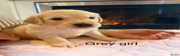 Golden Retriever dogs for sale:     Stunning KC Registered Golden Retriever Pups - Advert 24