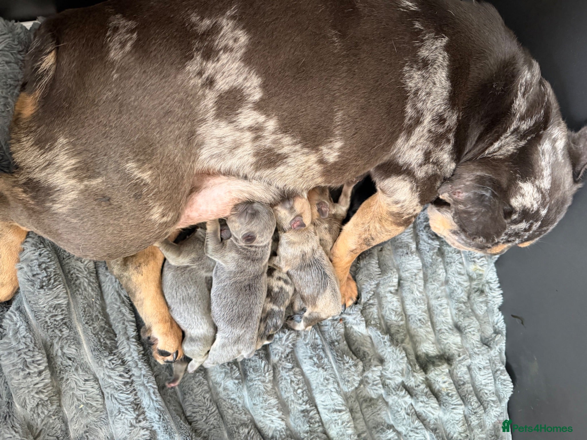 Mixed Breed dogs French bulldog puppies  - Advert 3