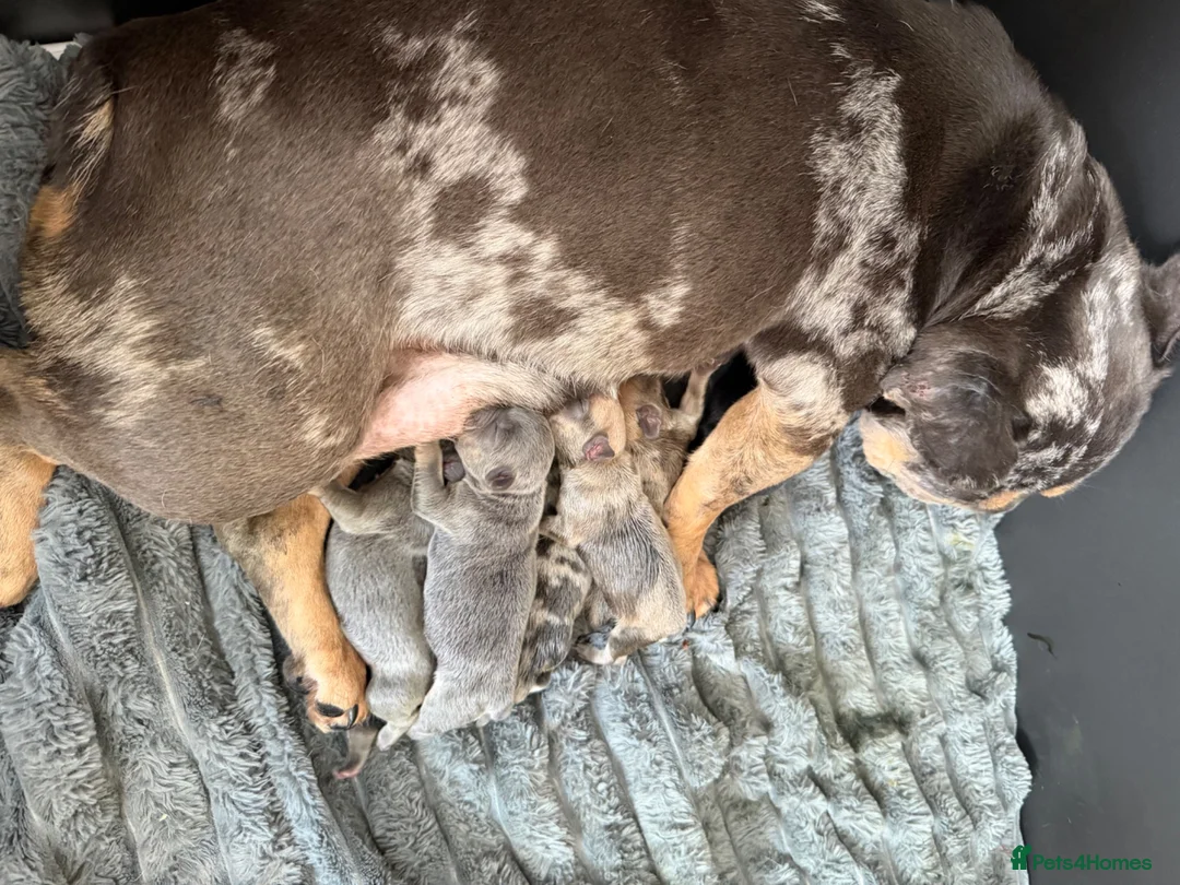 Mixed Breed dogs for sale: French bulldog puppies  - Advert 2