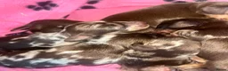 Dachshund dogs for sale: Dachshund puppies  - Advert 3