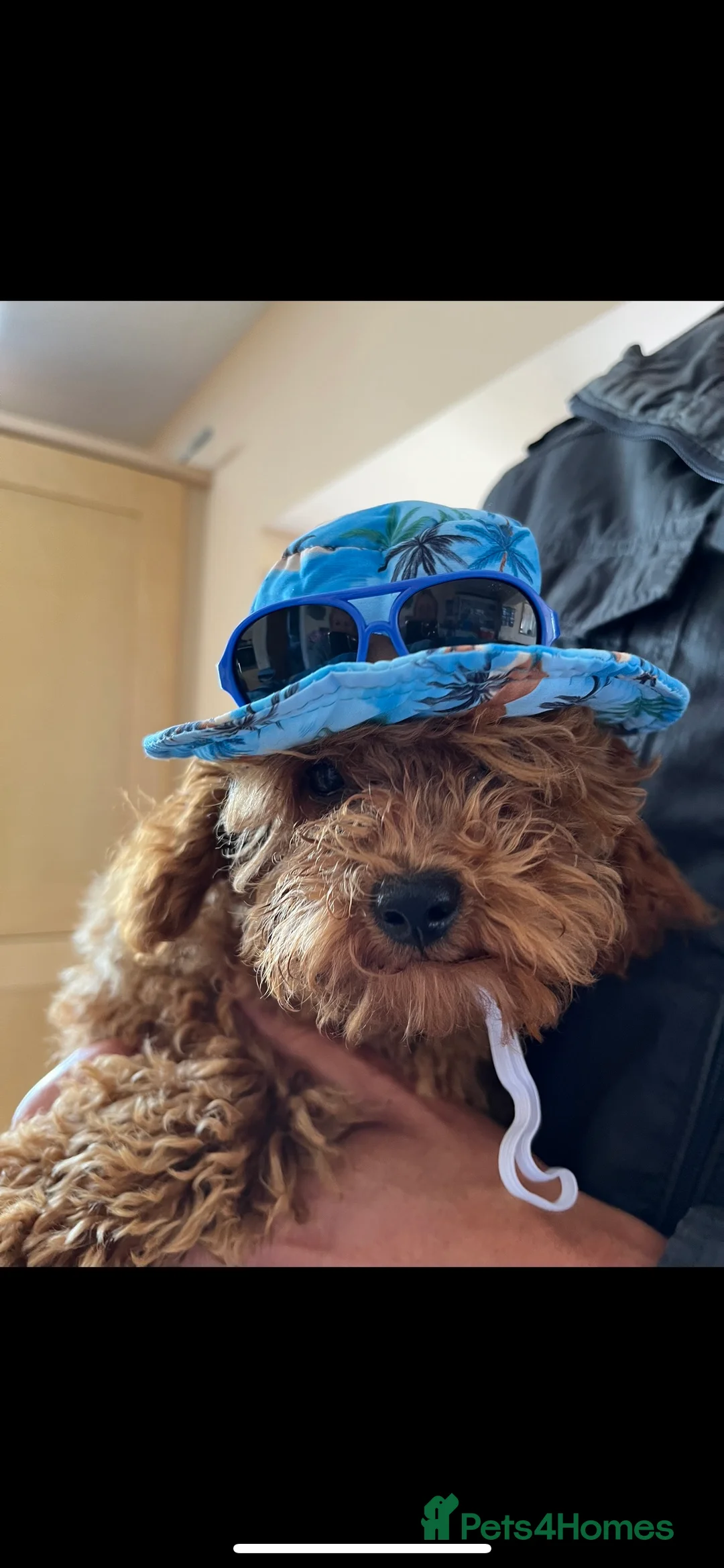 Toy Poodle dogs for stud: KC Red Toy Poodle in Cardigan - Advert 9