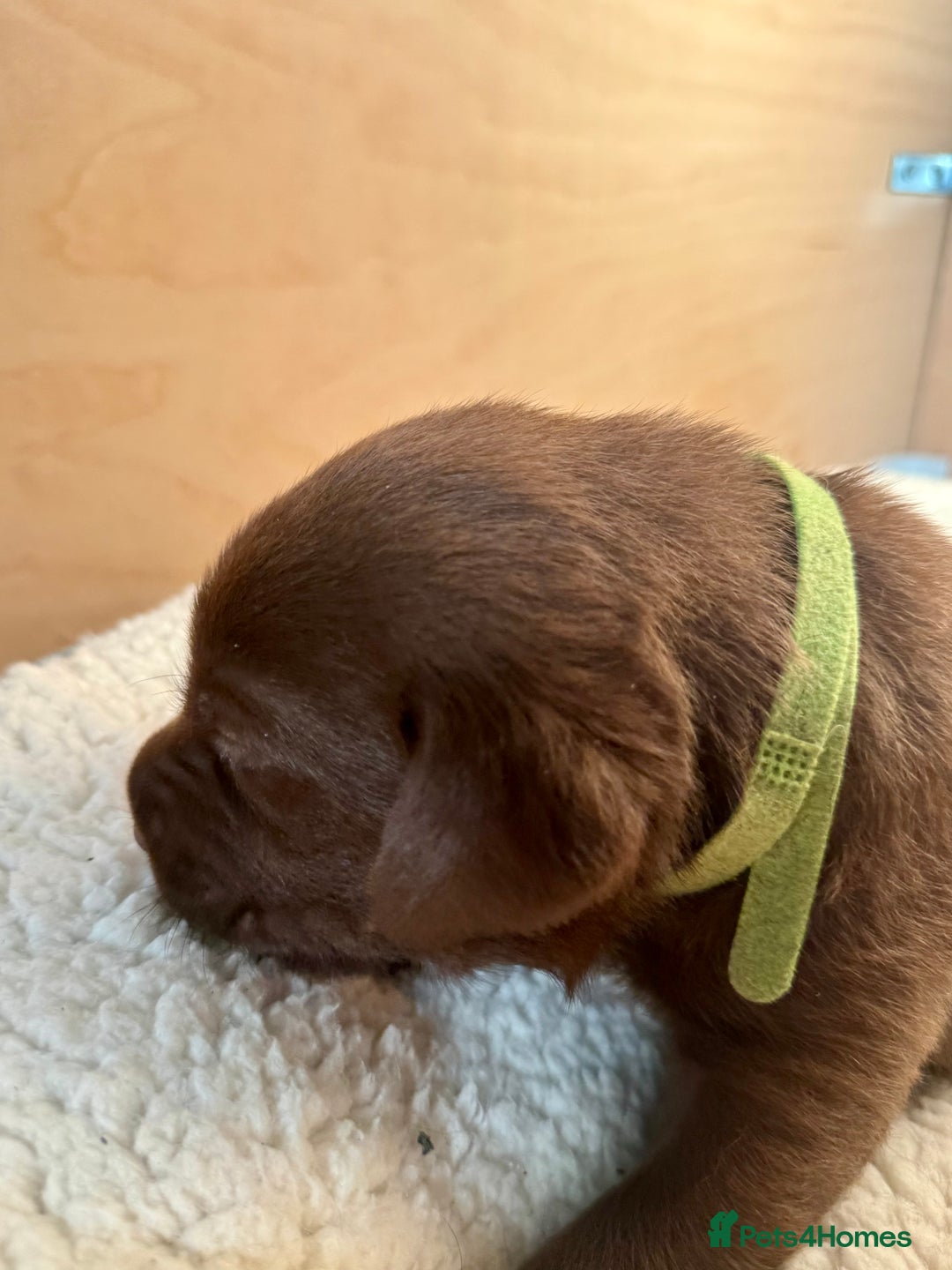 Labrador Retriever dogs for sale: EXCELLENT &UNIQUE LAB PUPPIES AV 12 NOV £1450 - Image 14