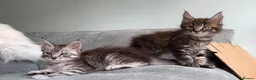 Maine Coon cats for sale: 3 Gorgeous TICA Registered Mainecoon kittens  - Advert 11