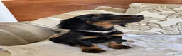 Miniature Dachshund dogs for sale: Beautiful miniature dachshunds - Advert 6