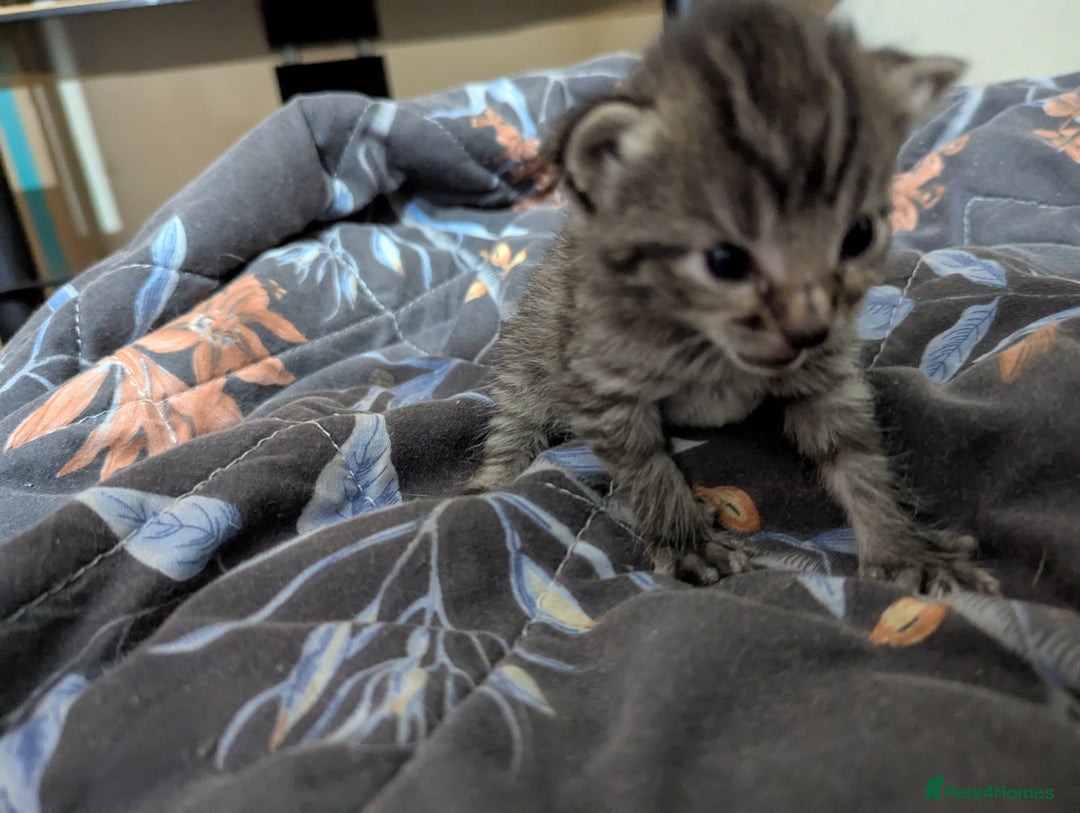 Mixed Breed cats for sale: Tabbies for sale (mixed breed) (8M/1F) - Image 6