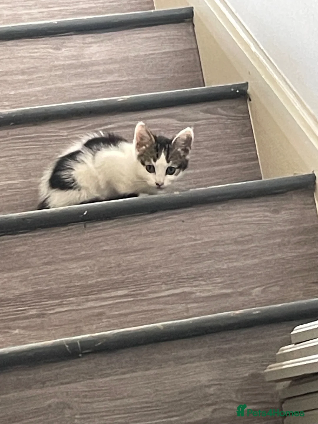 British Shorthair cats for sale: Kittens  - Advert 4
