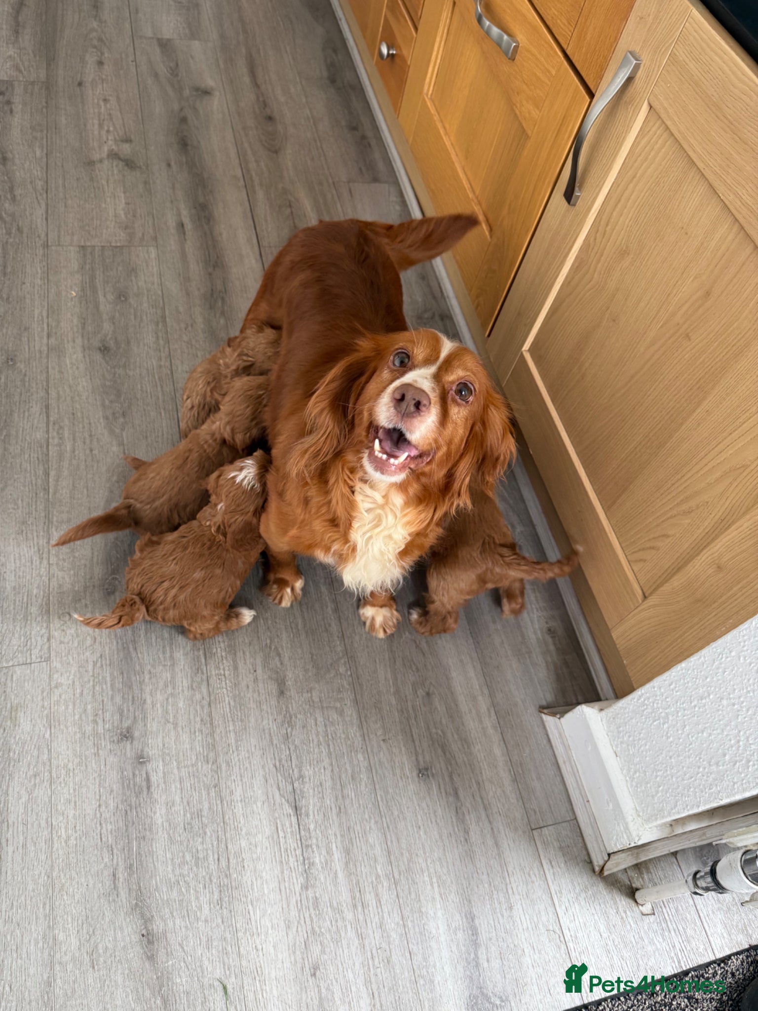 Cockapoo dogs for sale: Exceptional F1 Cockapoo puppies  - Advert 1