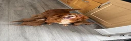 Cockapoo dogs for sale: Exceptional F1 Cockapoo puppies  in Ashford - Advert 1