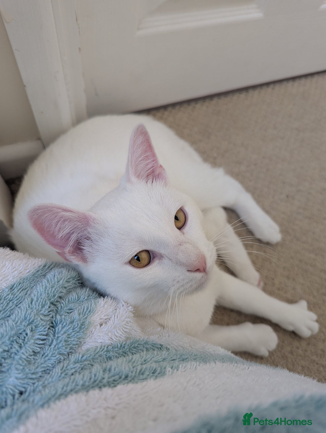 Domestic Shorthair cats for sale: Make White Cat for rehoming  - Image 3