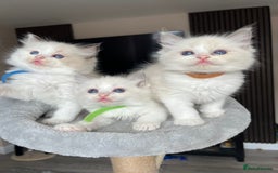 Ragdoll cats for sale: Registered Ragdoll kitttens for sale - Image 28