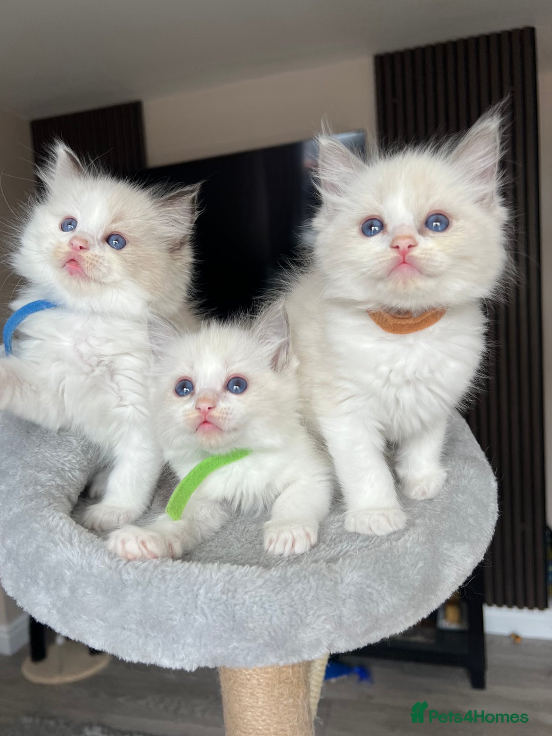 Ragdoll cats for sale: Registered Ragdoll kitttens for sale - Image 28