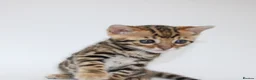 Bengal cats for sale: 🔥 Beautiful Bengal girl🔥 - Advert 8