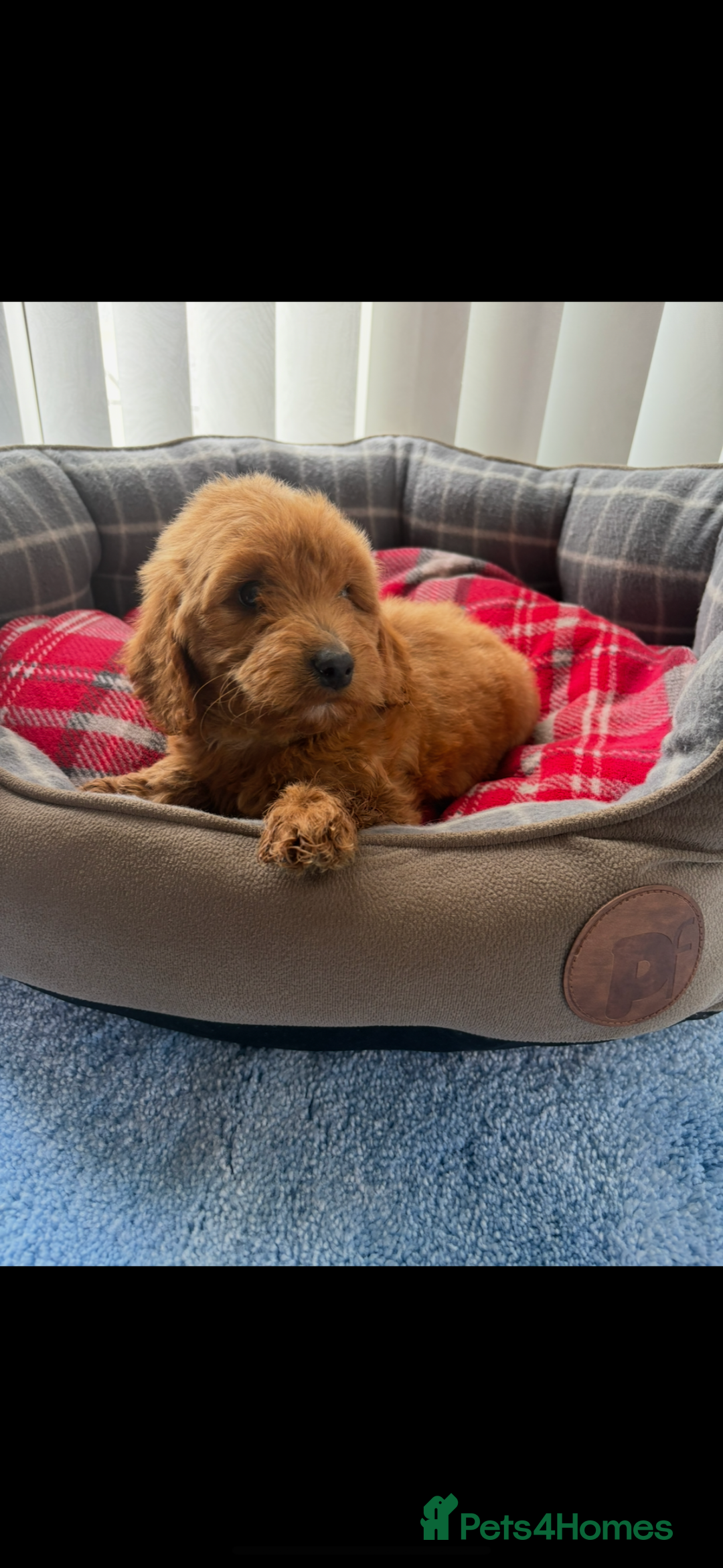Cockapoo dogs for sale: Beautiful  Cockapoo puppies  - Image 1