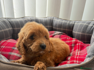 Cockapoo dogs - Advert 18