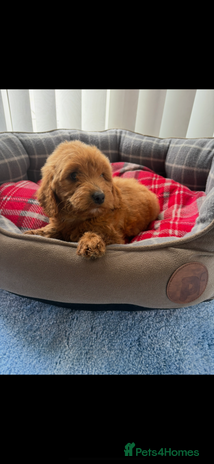 Cockapoo dogs - Advert 3