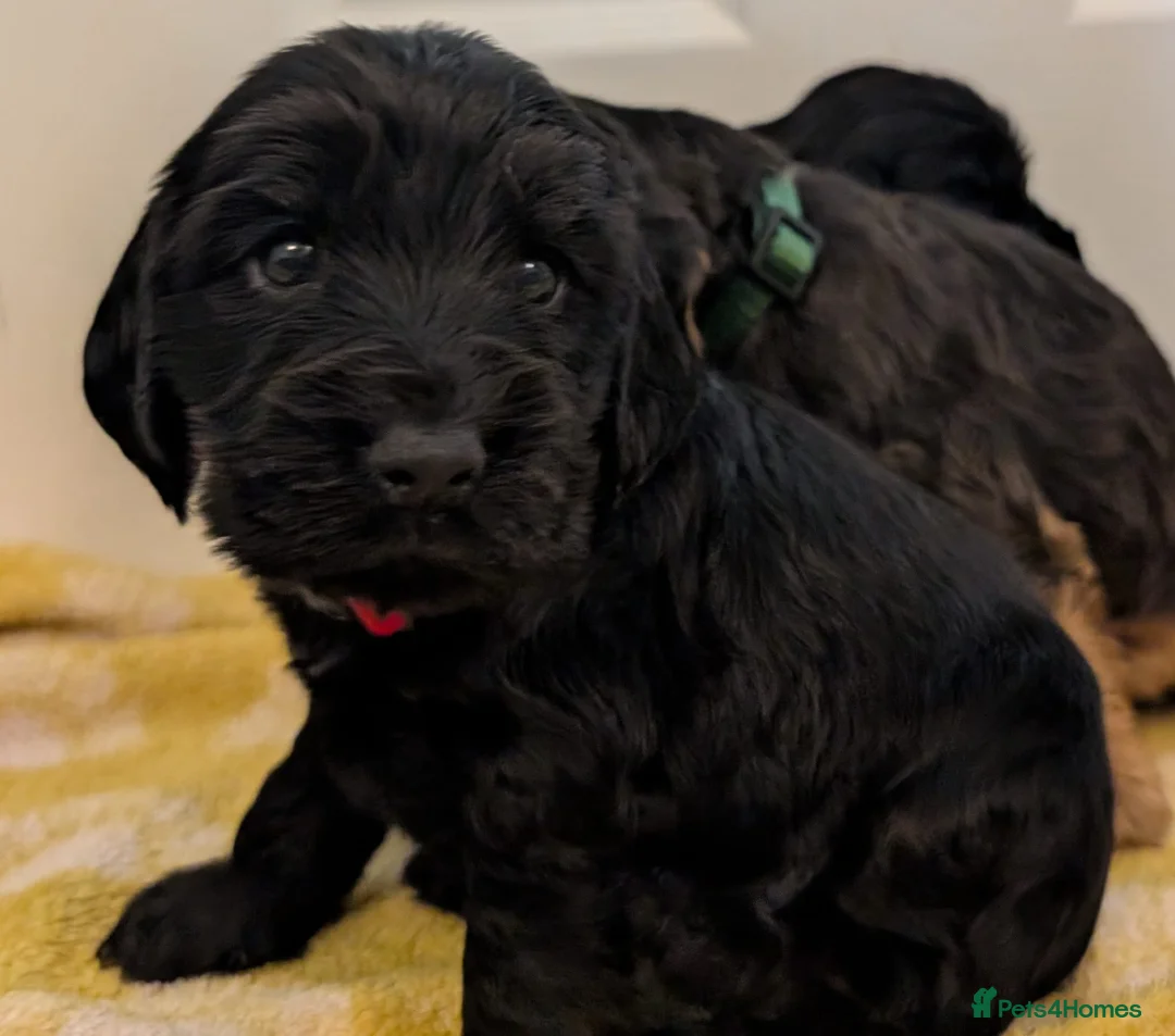 Cocker Spaniel dogs for sale: Kc Health Tested Show Type Cocker Spaniel Puppies - Advert 29