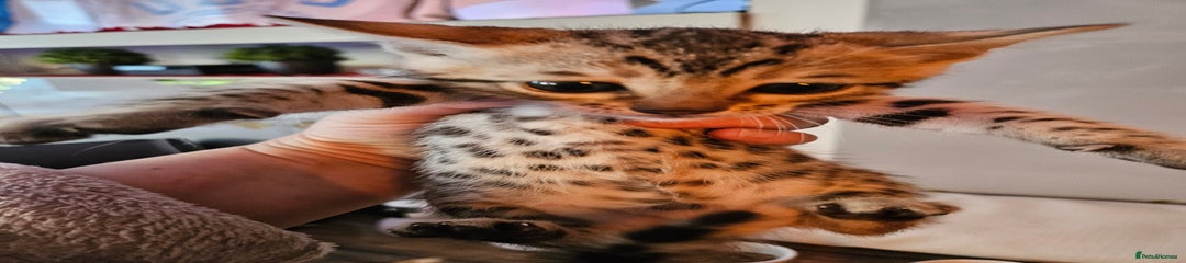 Bengal Kitten 4