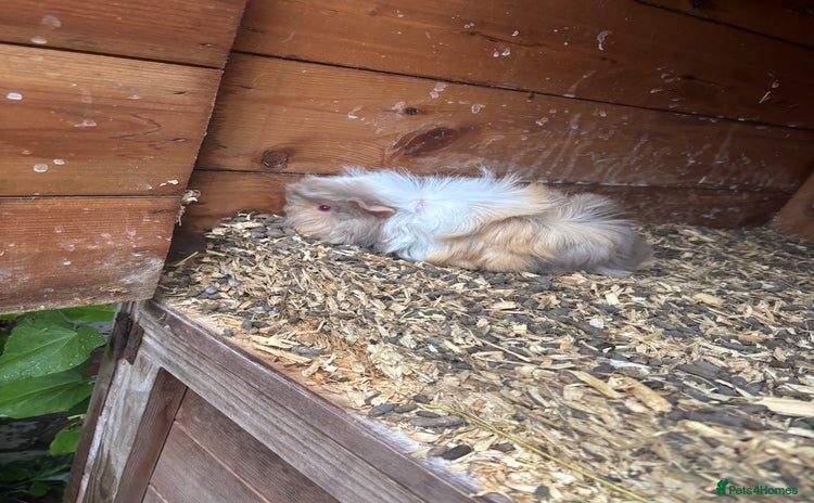 Guinea Pig rodents - Advert 13