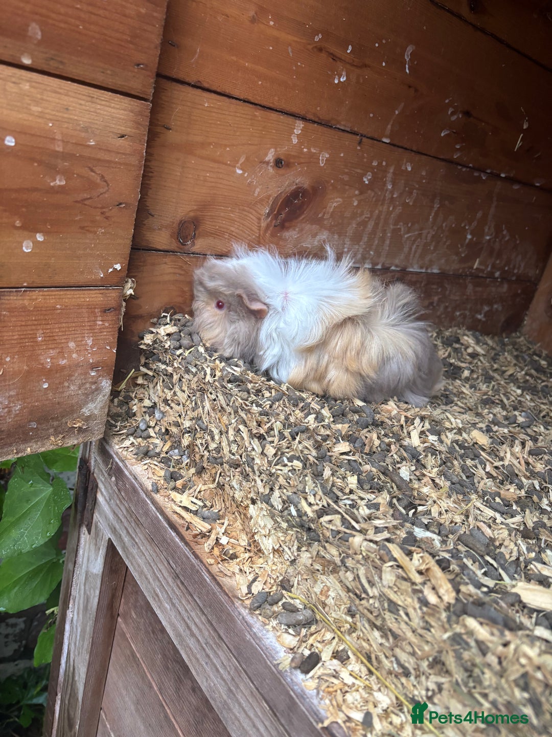 Guinea Pig rodents for sale: guinea pigs  - Image 1