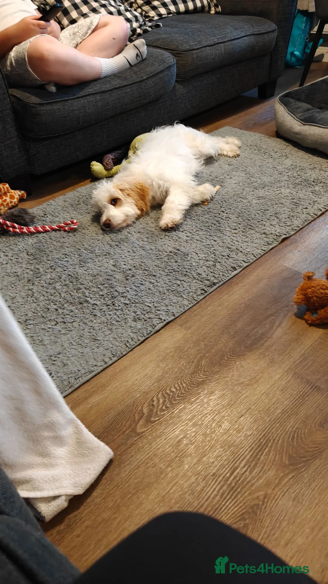 Cockapoo dogs for sale: 7 month puppy for re-home  - Advert 1