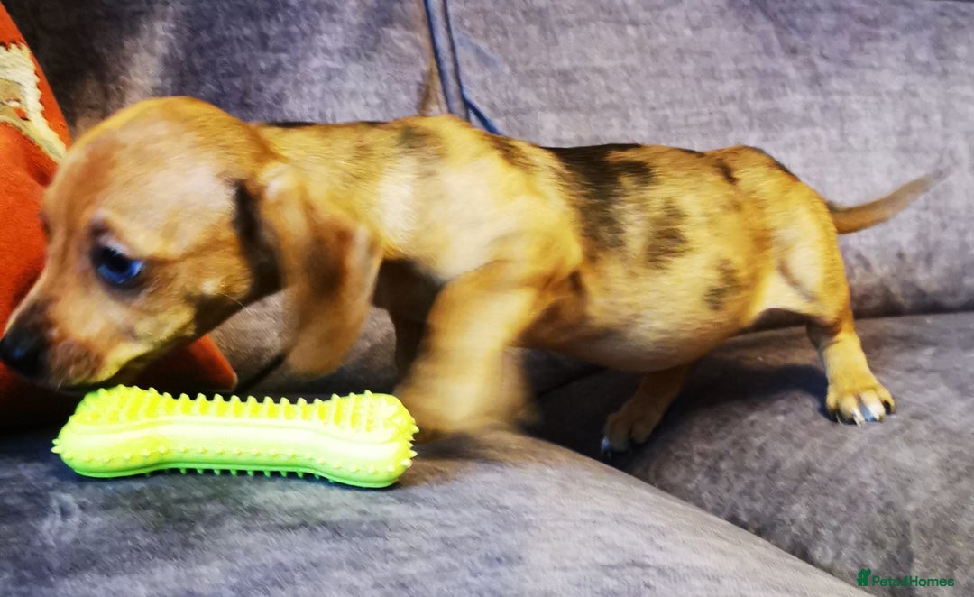 Dachshund dogs for sale: Unusual colour beautiful miniature dachshound pups - Advert 4