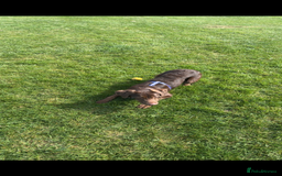 Labradoodle dogs for sale: labradoodle Male  - Image 6