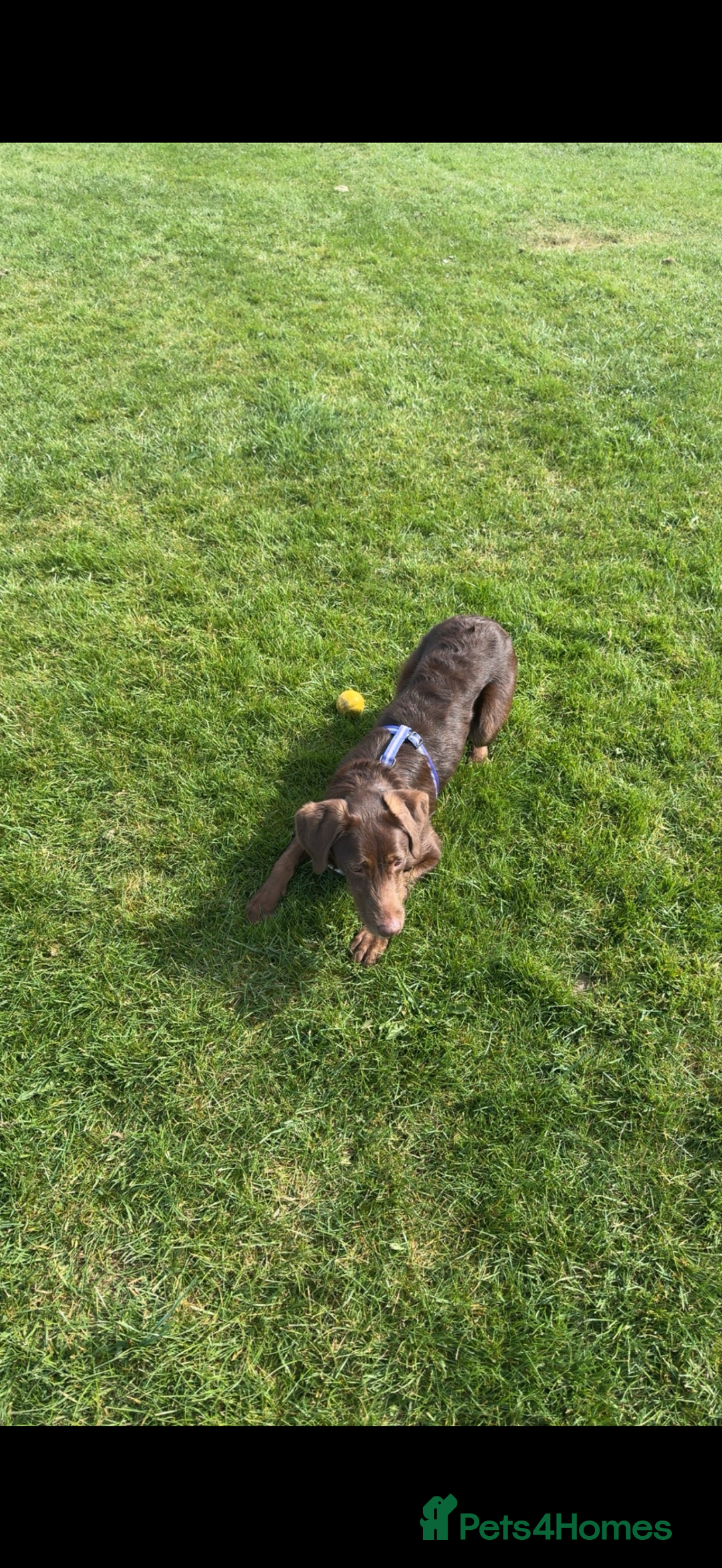 Labradoodle dogs for sale: labradoodle Male  - Image 6