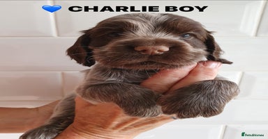 Cocker Spaniel dogs - Advert 16