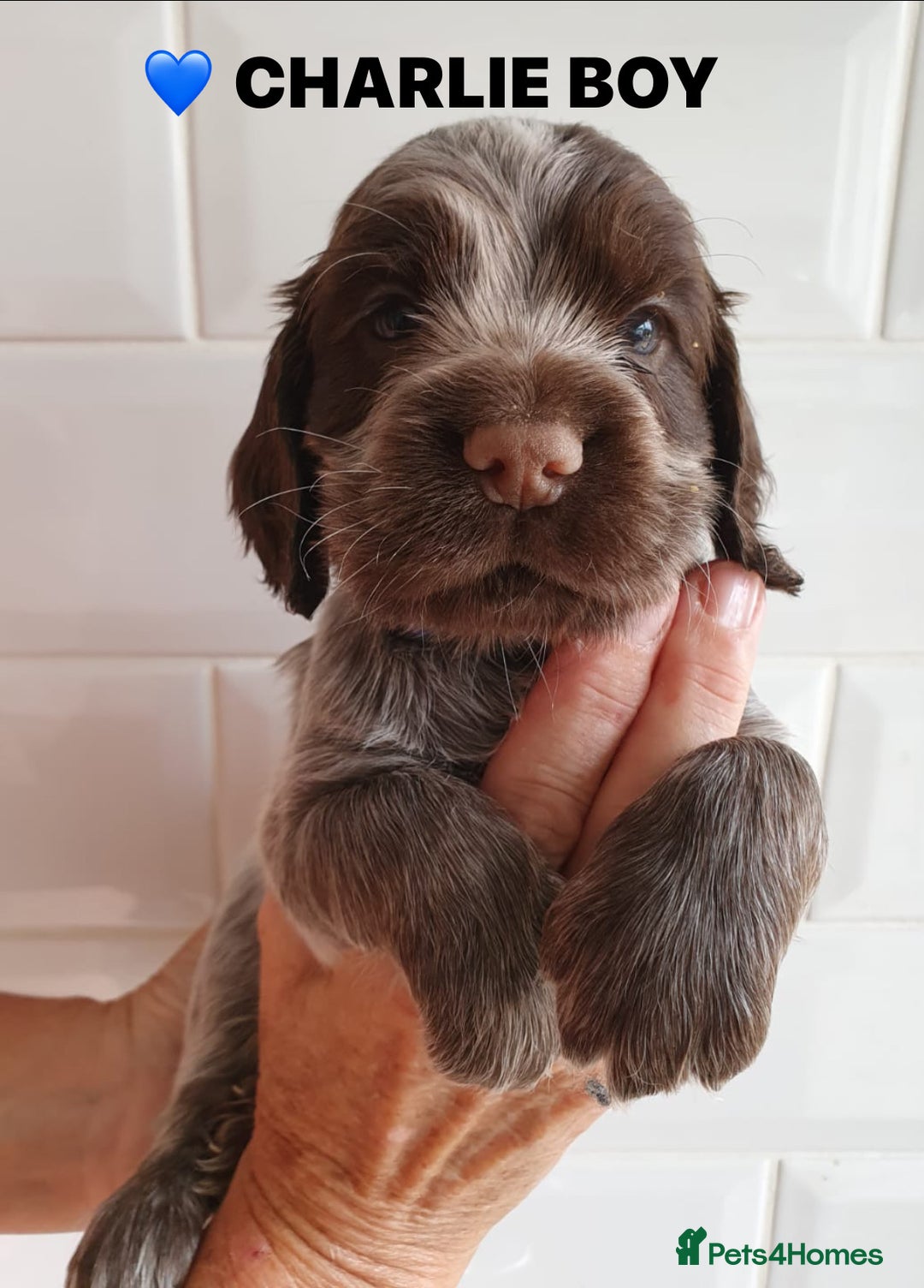 Cocker Spaniel dogs for sale: Stunning Blue/Liver Roan Cocker Spaniels Puppies  - Image 17