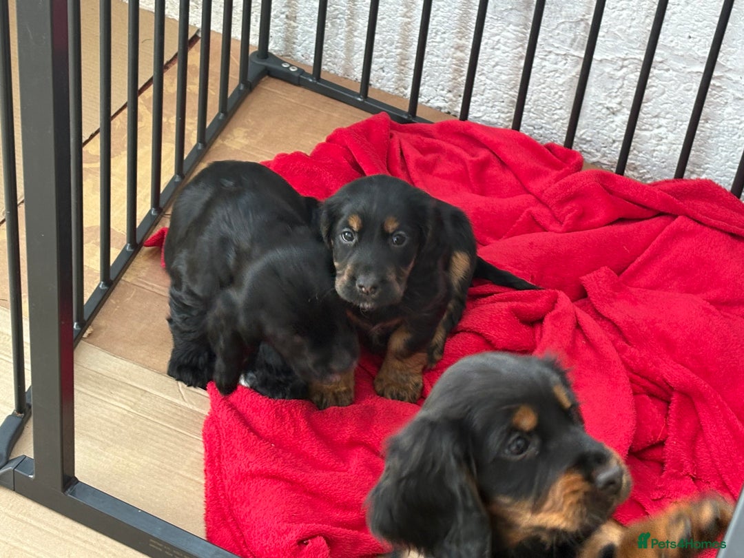 Cocker Spaniel dogs for sale: Beautifully marked Cocker Spaniel Pups For Sale - Advert 5